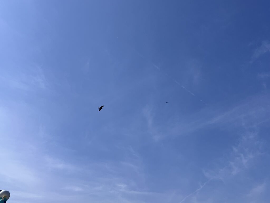 青空を飛ぶトンビ