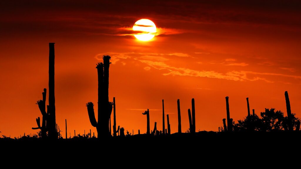 アリゾナ州サワロ国立公園の、巨大なサワロサボテンが点在する広大な砂漠風景。夕暮れ時の荒野を馬で駆けるランナーたちの姿が目に浮かぶような、ジョジョ第7部「スティール・ボール・ラン」の聖地イメージ。